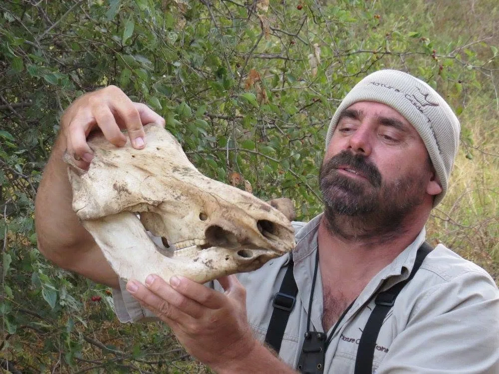 Lee Gutteridge examining a skull in the field
