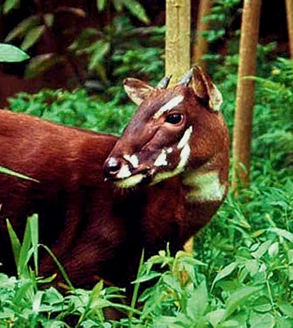 A Saola in the forest, the rare species at the heart of the search in Laos