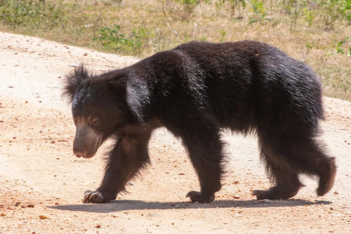 A Sri Lankan sloth bear crossing a sandy track